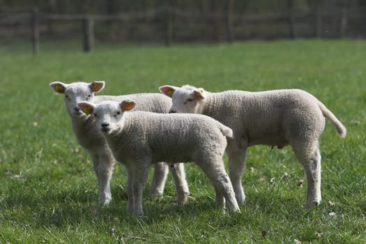 Cute lambs standing close together in the meadow
