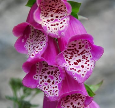 Flower in the garden