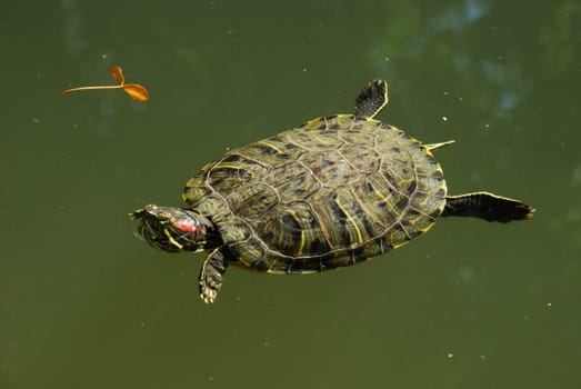 Turtle, Greece, Athens