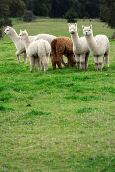 part of a series of alpaca photos.
