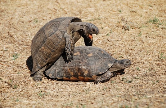 Couple of turtles making love in the centre of Athens, Greece