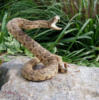 Rattle snake in a striking pose.