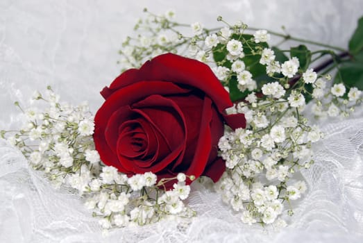 Red rose on white lace with baby's breath.