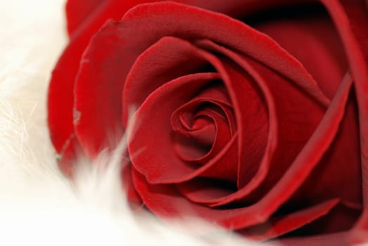 Macro red rose on white rabbit fur.