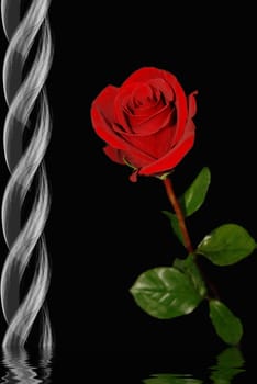 Red rose with fuzzy weave border on black background.