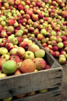 Hundreds of apples picked to be squished into apple juice.  Blurred area at top for text.