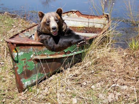 Happy bear in an old row boat.
