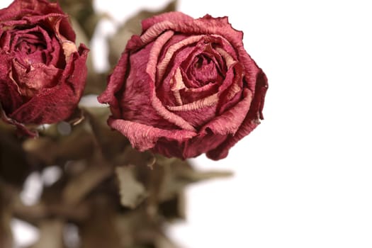 Shallow depth of field image of dried red roses.