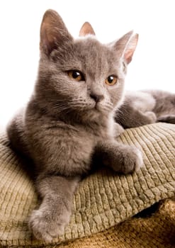 Cat - the small furry animal with four legs and a tail  people often keep cats as pets.