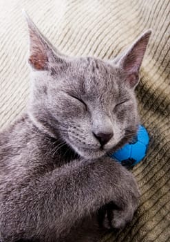 Cat - the small furry animal with four legs and a tail  people often keep cats as pets.