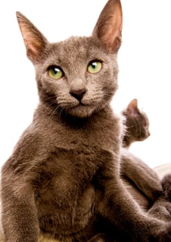 Cat - the small furry animal with four legs and a tail  people often keep cats as pets.