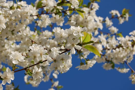 Blossoming cherry