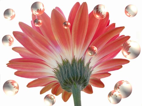 View from under a gerbera daisy with reflecting bubbles.