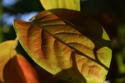 Shadows Of A Persimmon Leaf