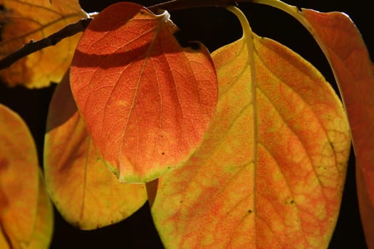 Persimmon Leaves Hang
