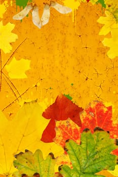 Autumn leaves over the grunge background    More autumn photos in my portfolio