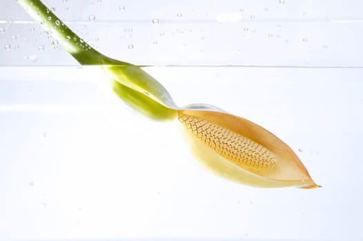Tropical exotic flower submerged into water