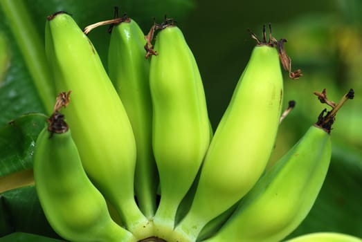 green banana in the gardens