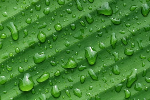 green leaf and water droplet in the gardens