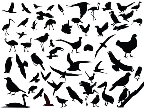 Lots of birds vector silhouettes.