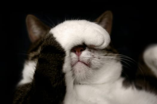 cat don't like the smell