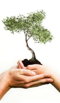 tree growing from two hands out of a pile of soil