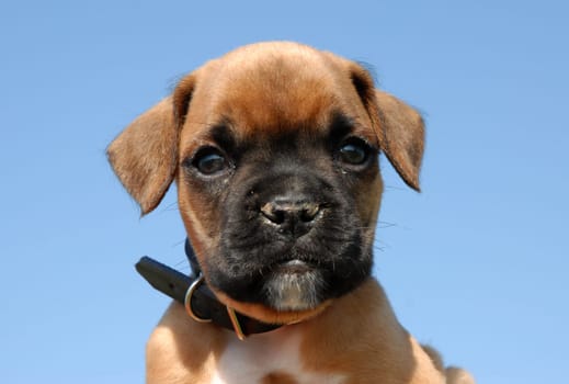 purebred boxer