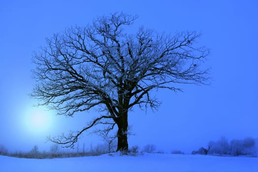 Hoar frost on a beautiful large oak tree in the winter.