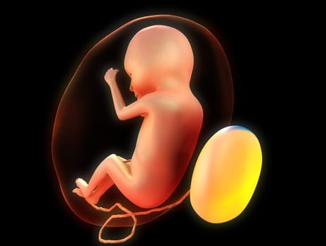 3d rendered illustration of a human fetus