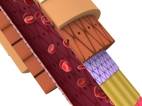 3d rendered close up of a shematic artery