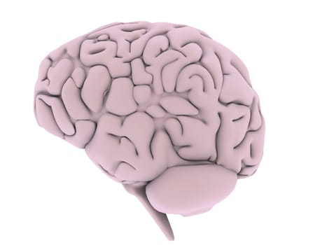 3d rendered illustration of a human brain