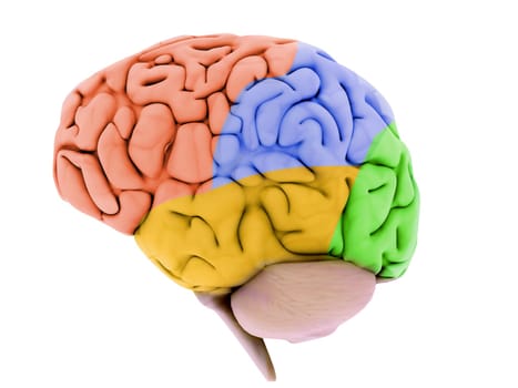 3d rendered illustration of human brain colored parts