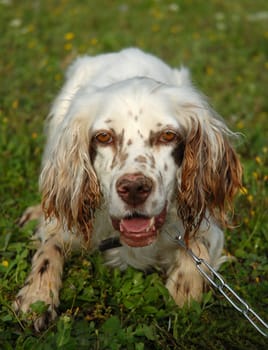 portrait of beautiful purebred english setter
