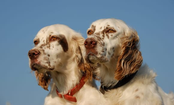 portrait of beautiful purebred english setter