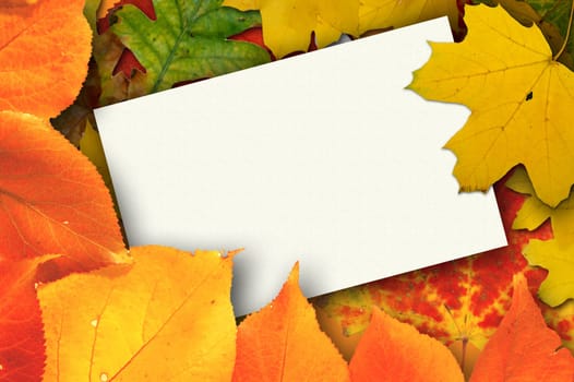 Blank card surrounded by beautiful autumn leaves      More autumn photos in my portfolio