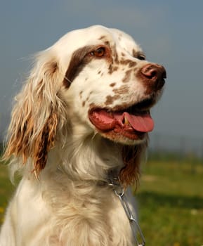 portrait of beautiful purebred english setter