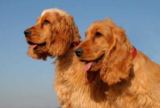 couple of puppies purebred english cocker: cute hunting dogs.dog, dogs, pup, puppy, english, cocker, spaniel, young, baby, puppies, brown, hunting, hunter, couple, two, family, little, companion, purebred, animal, pet