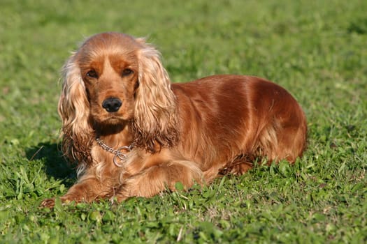 purebred english cocker: cute hunting dogs