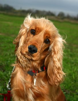 purebred english cocker: cute hunting dogs