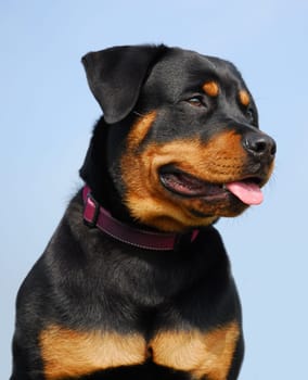 beautiful purebred rottweiler