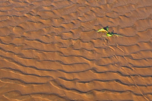 green blade of grass in mud pattern