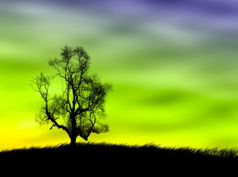 One tree on the field against a sunset sky