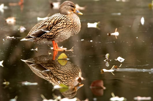 duck on ice