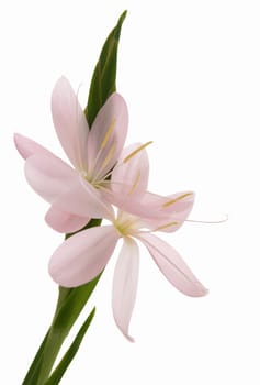Schizostylis coccinea, light pink variety isolated on white