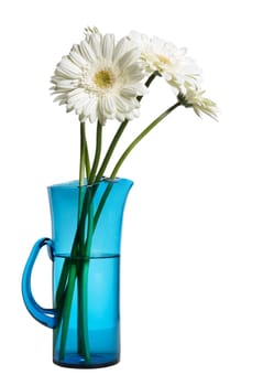 white gerberas in a simple blue jug, beautiful, beauty, bloom, blossom, botanic, bright, daisy, decoration, design, details, flora, floral, flowers, fresh, gerber, gerbera, gift, green, nature, petals, plant, pretty, white, jug, vase, blue, transparent, isolated