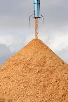 Pile of pouring wood chips