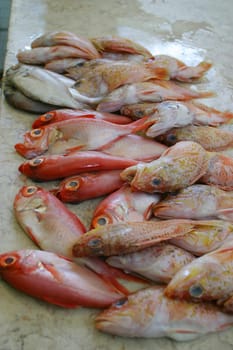 Fresh fish on a slab at a fish market