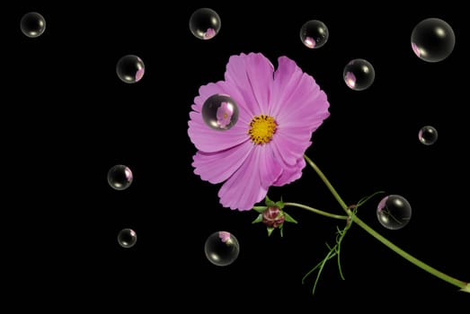 Colorful cosmos flower on black with reflecting bubbles.