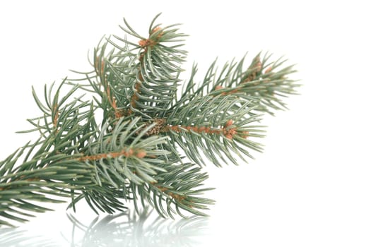 Green pine branch on a white background