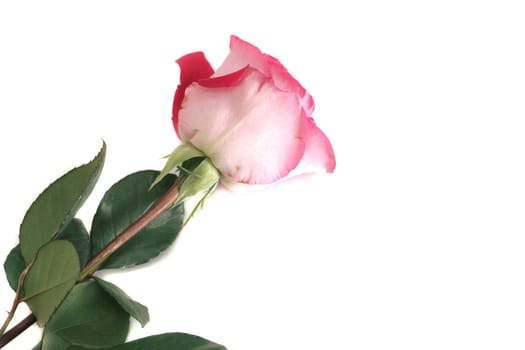 One beautiful pink rose